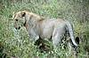 Serengeti
