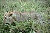Serengeti