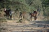 Serengeti
