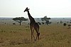 Serengeti