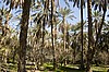 Palmeral de Tozeur